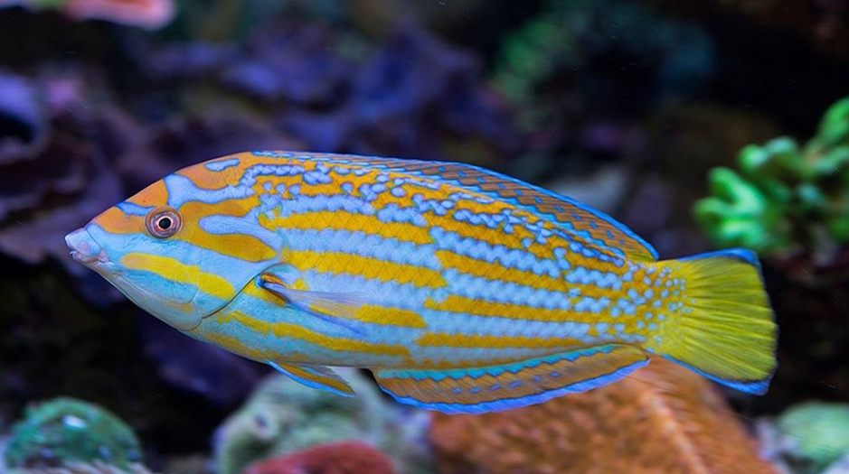 Lennardi wrasse emerging from a fine sandbed in a large marine aquarium.
