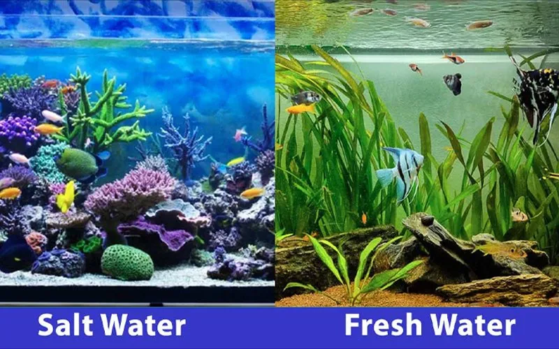 Comparison of saltwater and freshwater aquariums with colorful fish and plants