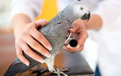 Veterinarian examining an African Grey Parrot during a health checkup