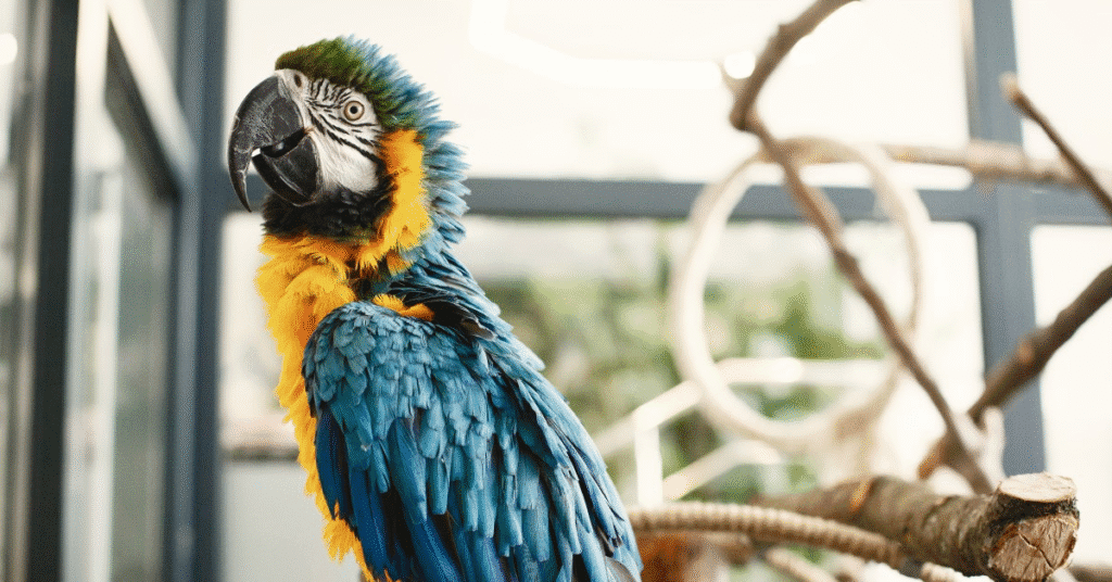 Blue and yellow macaw perched indoors on a wooden branch