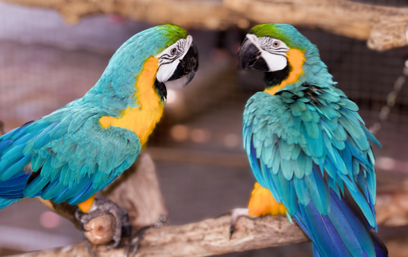 Two blue and yellow macaws perched together on a branch