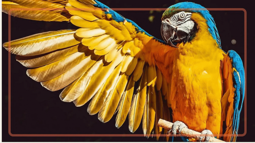Blue and gold macaw spreading its bright yellow wings