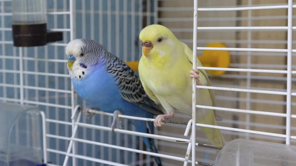 Blue and yellow budgies sitting inside a white birdcage