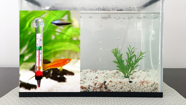 Floating aquarium thermometer showing water temperature inside a small freshwater tank