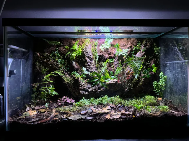 Planted paludarium tank with moss, ferns, and natural wood décor under LED lighting