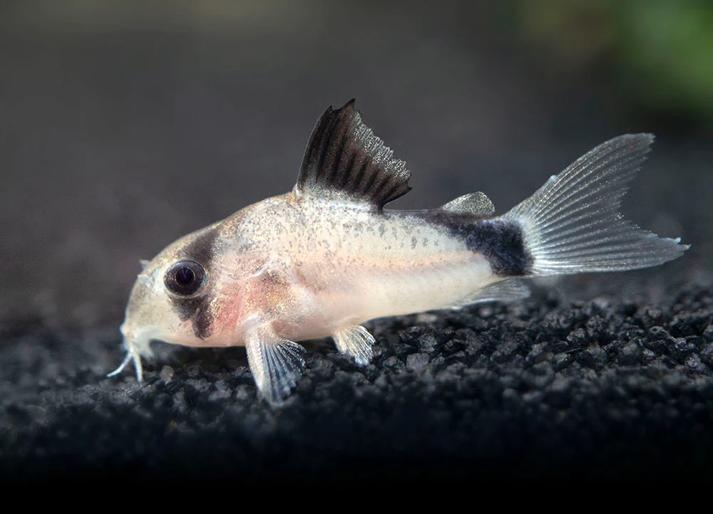 Close-up of a Panda Corydoras showing black markings and white body