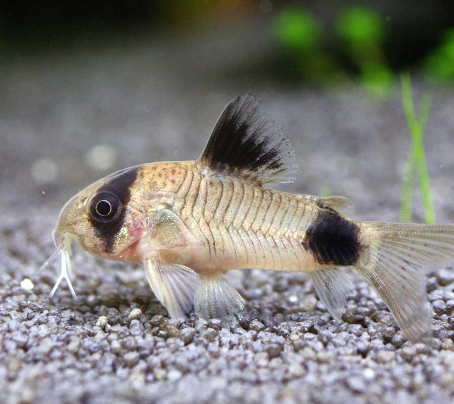 Young Panda Corydoras catfish with black markings on dorsal and caudal area