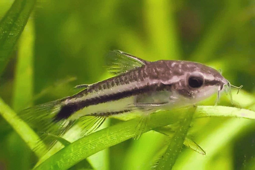 Small Pygmy Corydoras catfish resting on green aquarium leaves