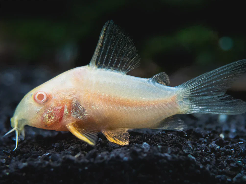 Albino Corydoras showing white body and red eyes on black aquarium gravel