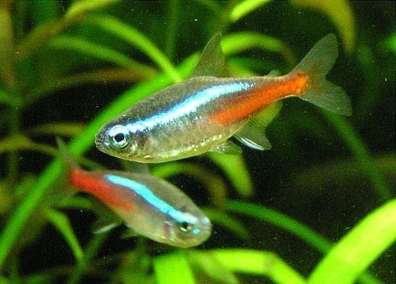 Breeding pair of neon tetras in a planted aquarium.