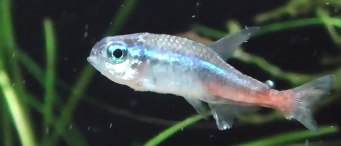 Neon tetra displaying physical symptoms of common fish diseases