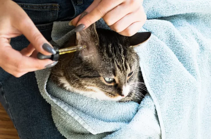 Person applying ear cleaning solution to a towel-wrapped cat's ear with a dropper