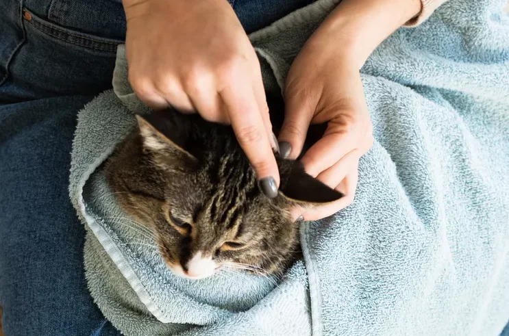Suggested alt text: "Gently massaging the base of a cat's ear to loosen debris"