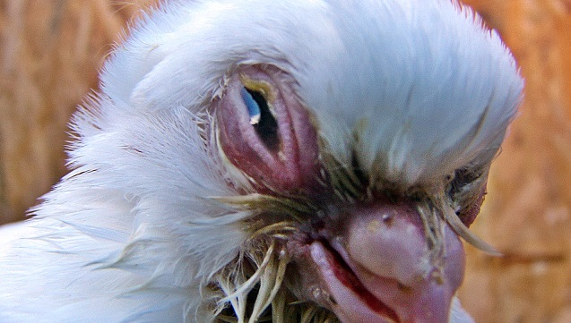 A pigeon displaying severe eye swelling and discharge, a common sign of chlamydia infectio
