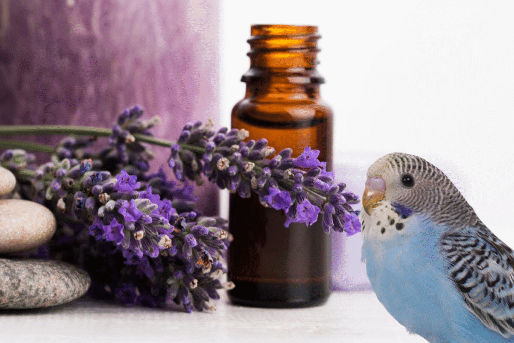 A curious budgie near lavender and essential oils showing why oil safety matters for pet birds.