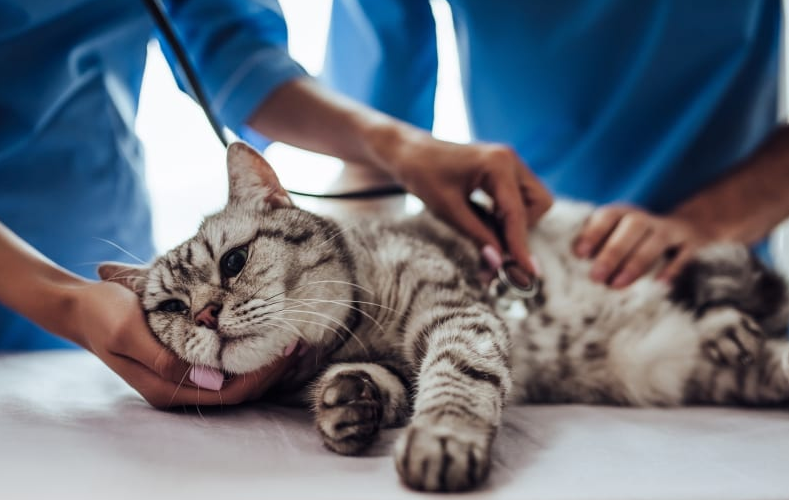 Grey tabby cat lying on an exam table while two veterinarians in blue scrubs gently examine it with a stethoscope