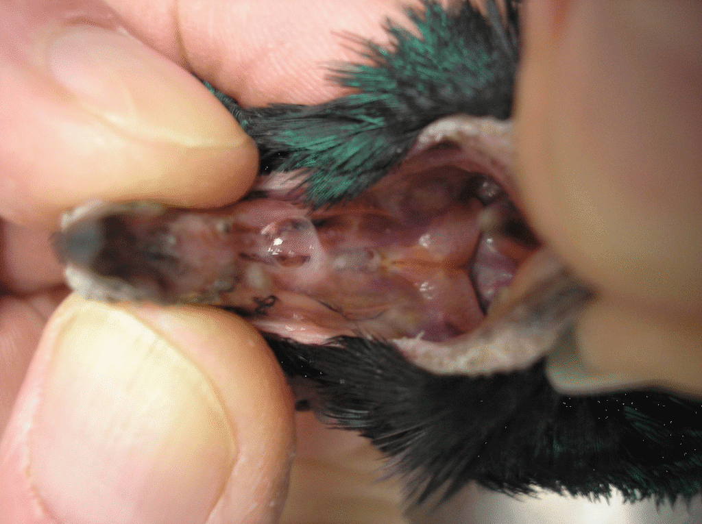 A close-up of a pigeon’s mouth and throat, revealing lesions and worm infestation