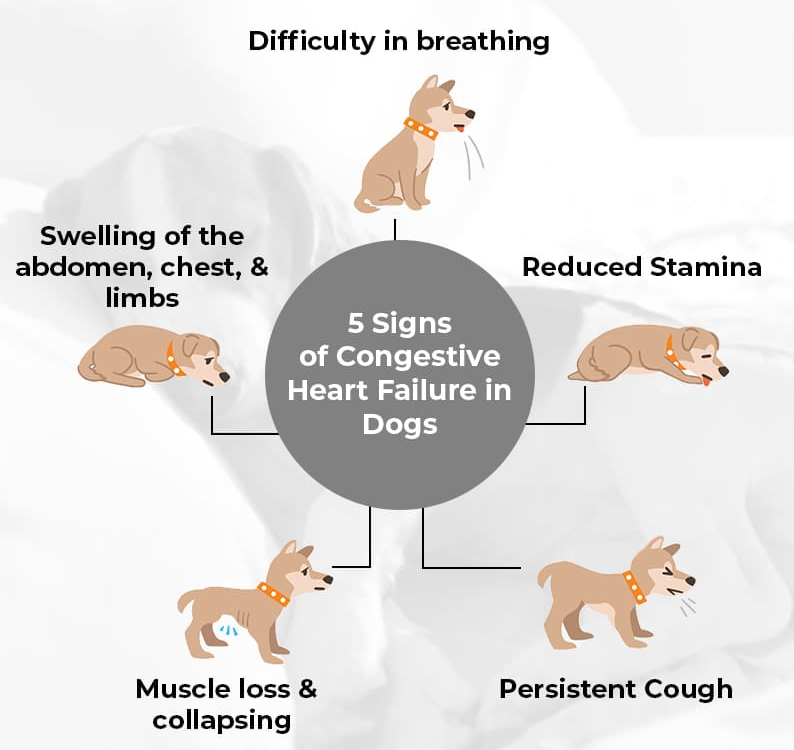 Infographic showing five signs of congestive heart failure in dogs: difficulty breathing, reduced stamina, persistent cough, muscle loss or collapsing, and swelling of the abdomen, chest, and limbs.