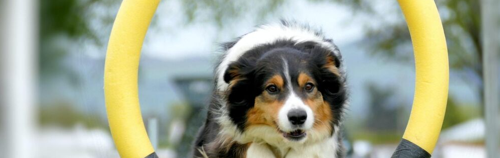 Fluffy tricolor dog looking through a yellow agility hoop on an outdoor course.