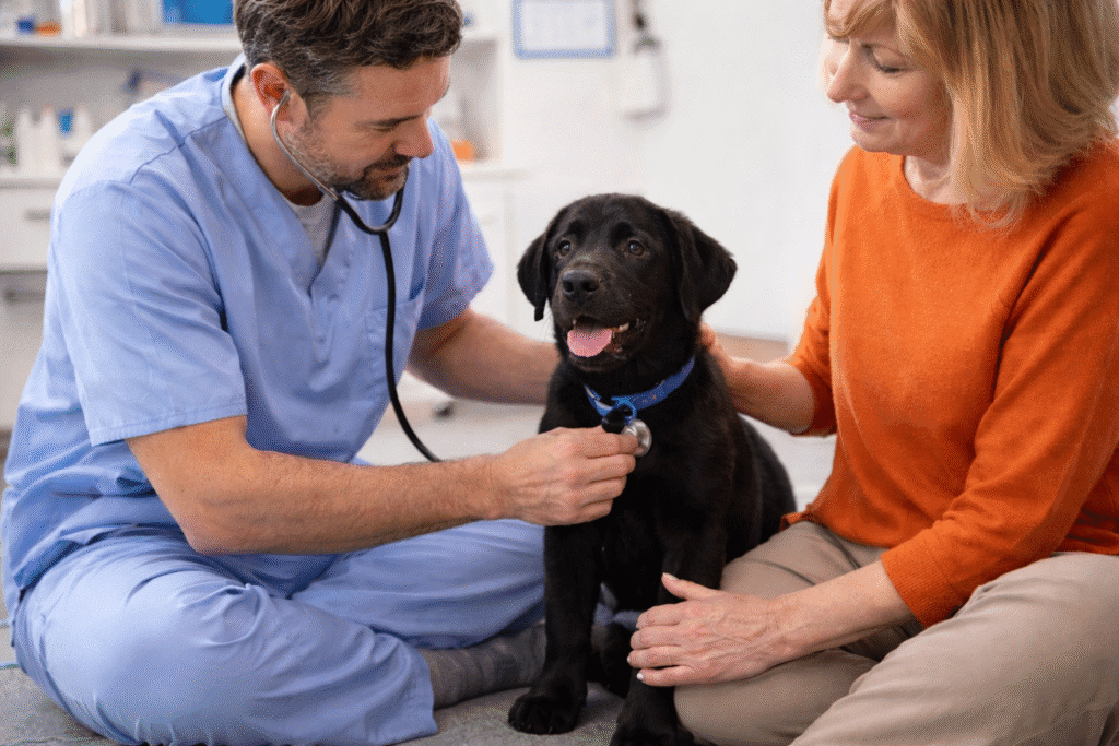 Veterinarian in blue scrubs using a stethoscope to examine a happy black dog while the owner sits beside them in the clinic.
