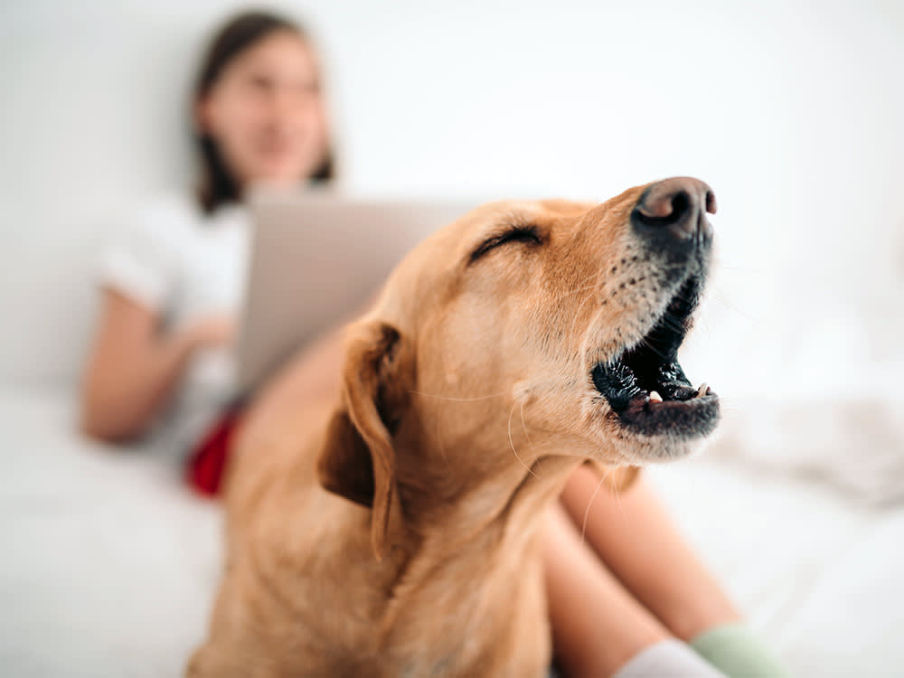 Golden dog on a bed barking with eyes closed while a person sits behind them in soft focus.