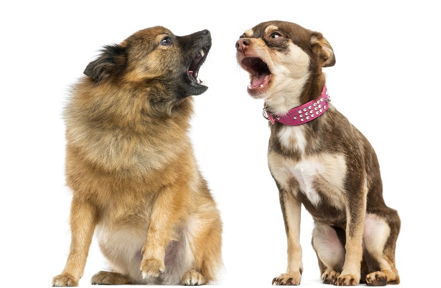 Two small dogs sitting on a white background barking at each other, one fluffy tan dog and one brown dog wearing a pink studded collar.