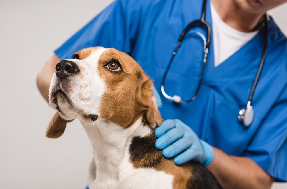 Veterinarian in blue scrubs listening to the chest of a large fluffy black and white dog with a stethoscope during an exam.
