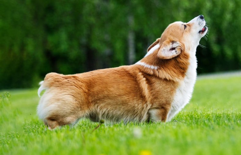 Corgi stretching on green grass while barking, with a blurred backdrop of trees.