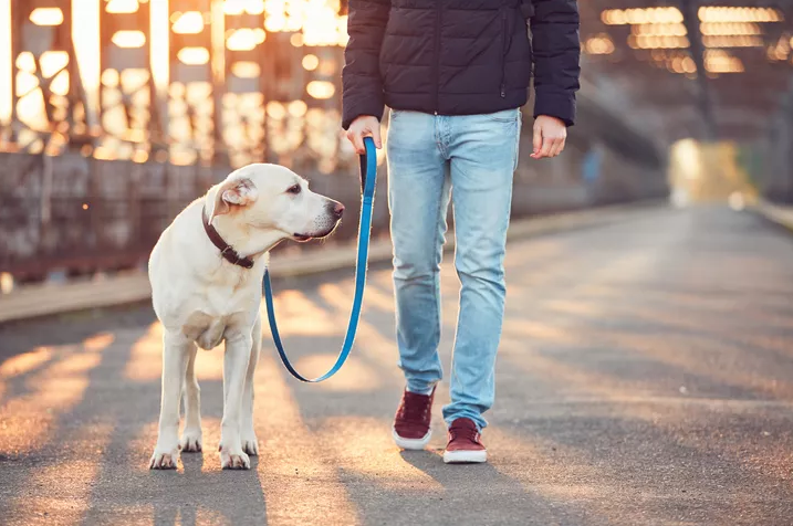 Person walking a light colored dog on a leash along a quiet street at sunrise or sunset, with long shadows and soft warm light.