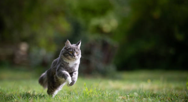 Gray long haired cat running across green grass in a backyard