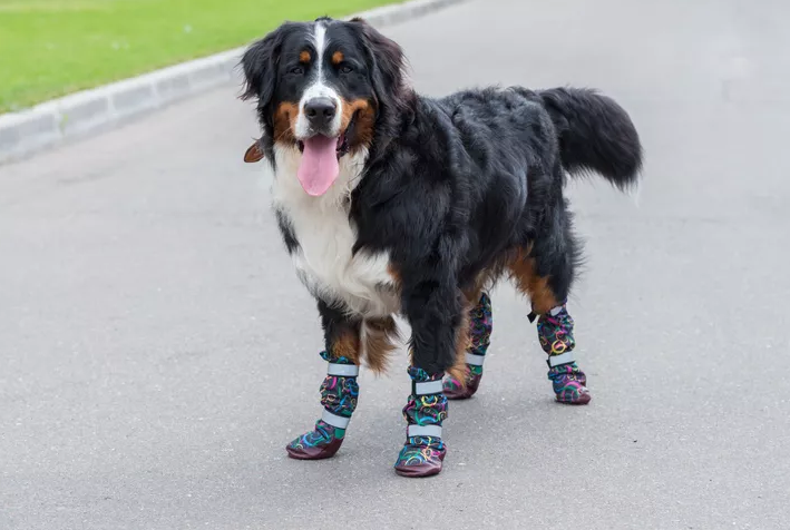 Large fluffy dog standing on pavement wearing colorful protective boots on all four paws with tongue out on a warm day.