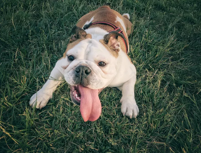 Bulldog lying on green grass with a harness on and tongue hanging far out while panting on a warm day.