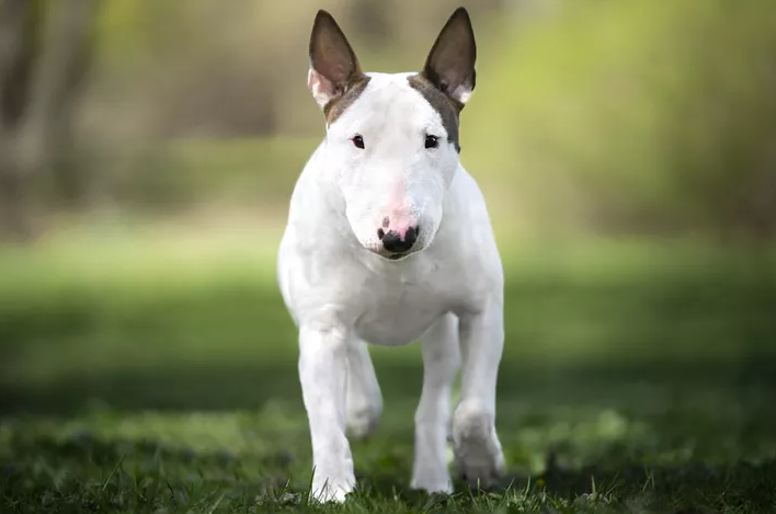 White bull terrier with a pink nose walking on green grass in bright sunlight with a soft blurred background.
