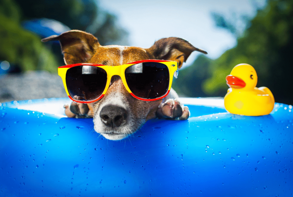 Small brown and white dog wearing bright yellow sunglasses resting on the edge of a blue kiddie pool float with a yellow rubber duck beside them on a sunny day.