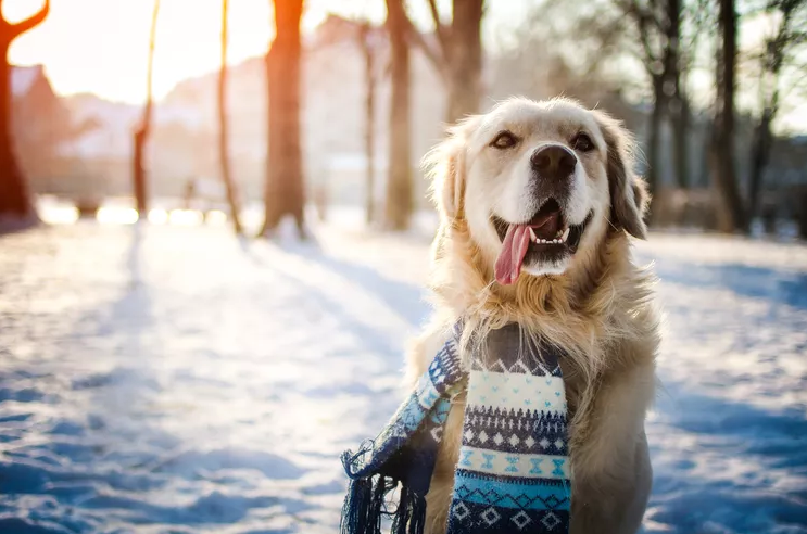 Golden retriever wearing a patterned blue scarf sitting in the snow on a sunny winter day.