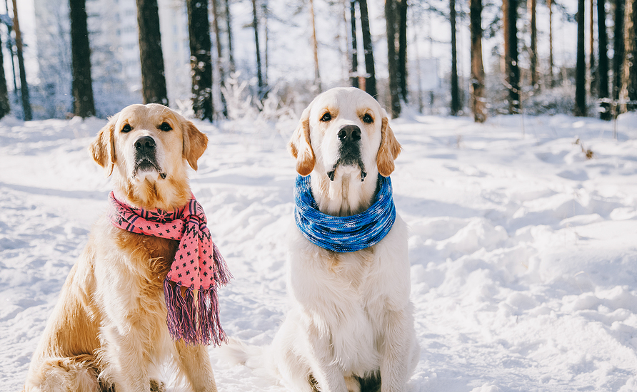Two golden retrievers wearing pink and blue scarves sitting together in a snowy winter forest.