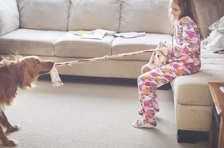 Young girl in pajamas playing tug with her dog using a rope toy in a cozy living room.