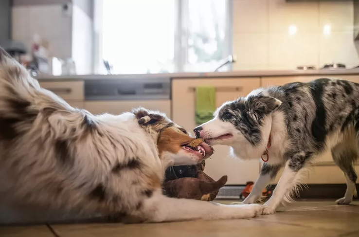 Two energetic herding dogs in a kitchen playing tug with the same toy on the floor.