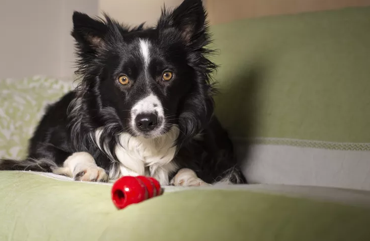 Black and white dog lying on a green couch, watching a small red treat toy in front of its paws.