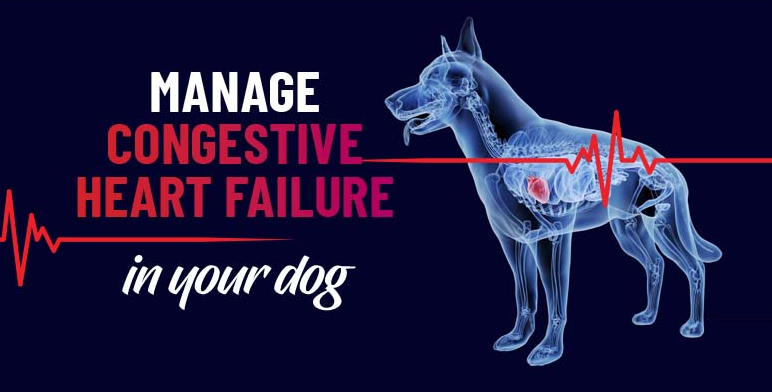 Graphic text reads “Manage congestive heart failure in your dog” beside an X ray style dog outline with a highlighted heart and an ECG heartbeat line.