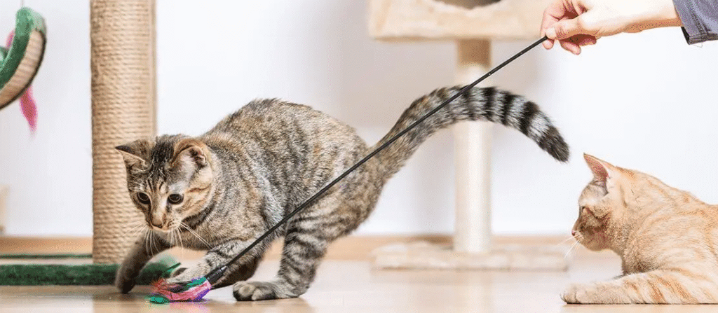 Two indoor cats playing with a feather wand toy near a scratching post, one actively pouncing while the other watches