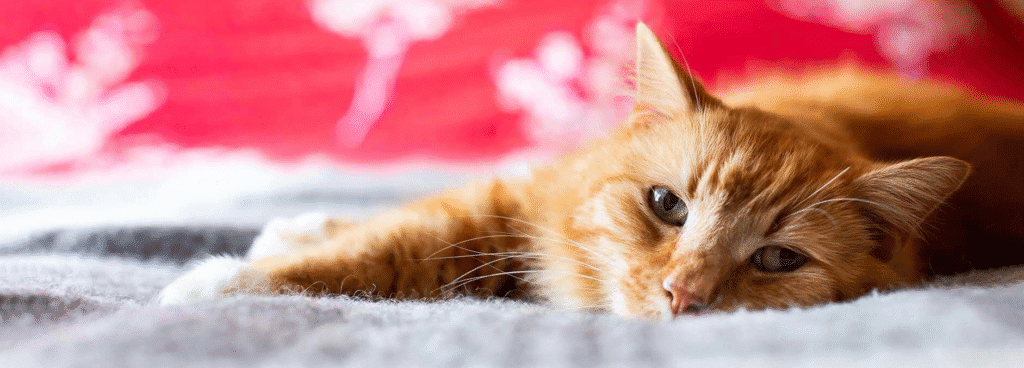 Orange tabby cat lying on a soft bed with its head resting on the blanket, looking calmly toward the camera against a blurred red background.