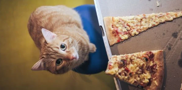 Orange tabby cat on the floor looking up at an open pizza box on a table with two cheesy slices near the edge.