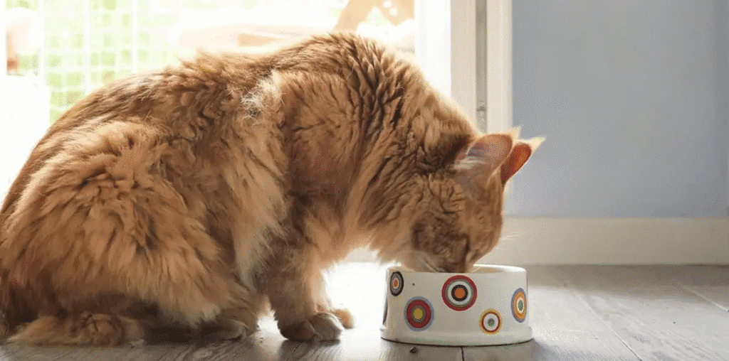 Fluffy orange cat eating from a white food bowl with colorful circle patterns on a sunlit floor near a window.

Caption: