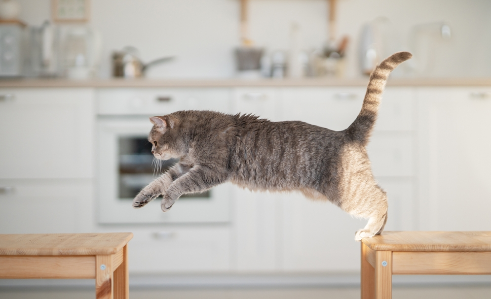 Gray tabby cat mid jump between two wooden stools in a bright kitchen