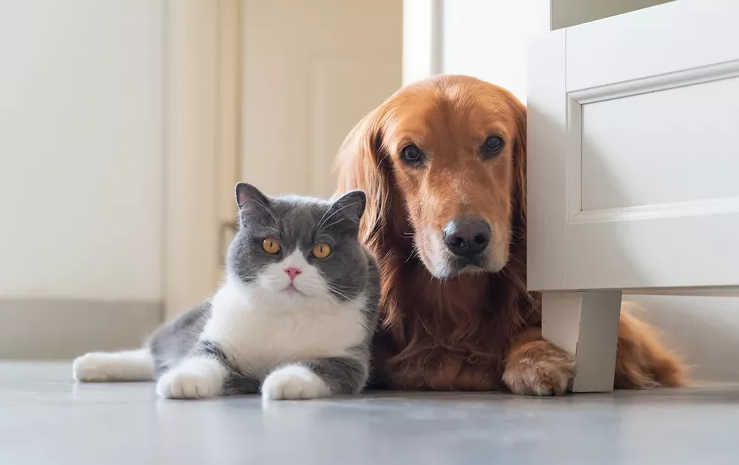 Gray and white cat lying on the floor beside a golden retriever, both looking directly at the camera in a bright hallway.