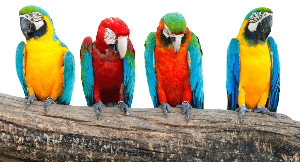 Four colorful macaws perched on a wooden branch, each showing a large curved beak for easy comparison of normal pet bird beak shape
