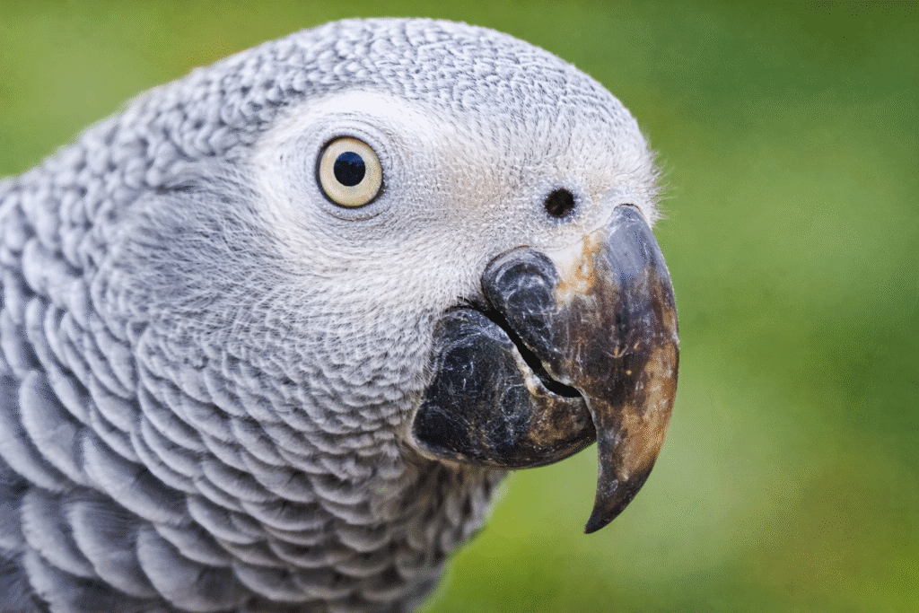 Close up of an African grey parrot showing dark brown and black discoloration on the curved beak against a soft green background