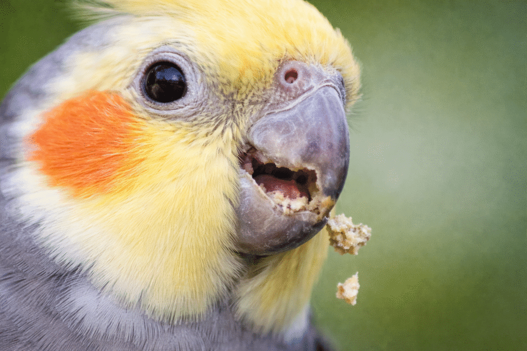 Close up of a cockatiel with yellow crest and orange cheek patch showing a jagged broken upper beak with a missing piece and crumbs falling from the mouth