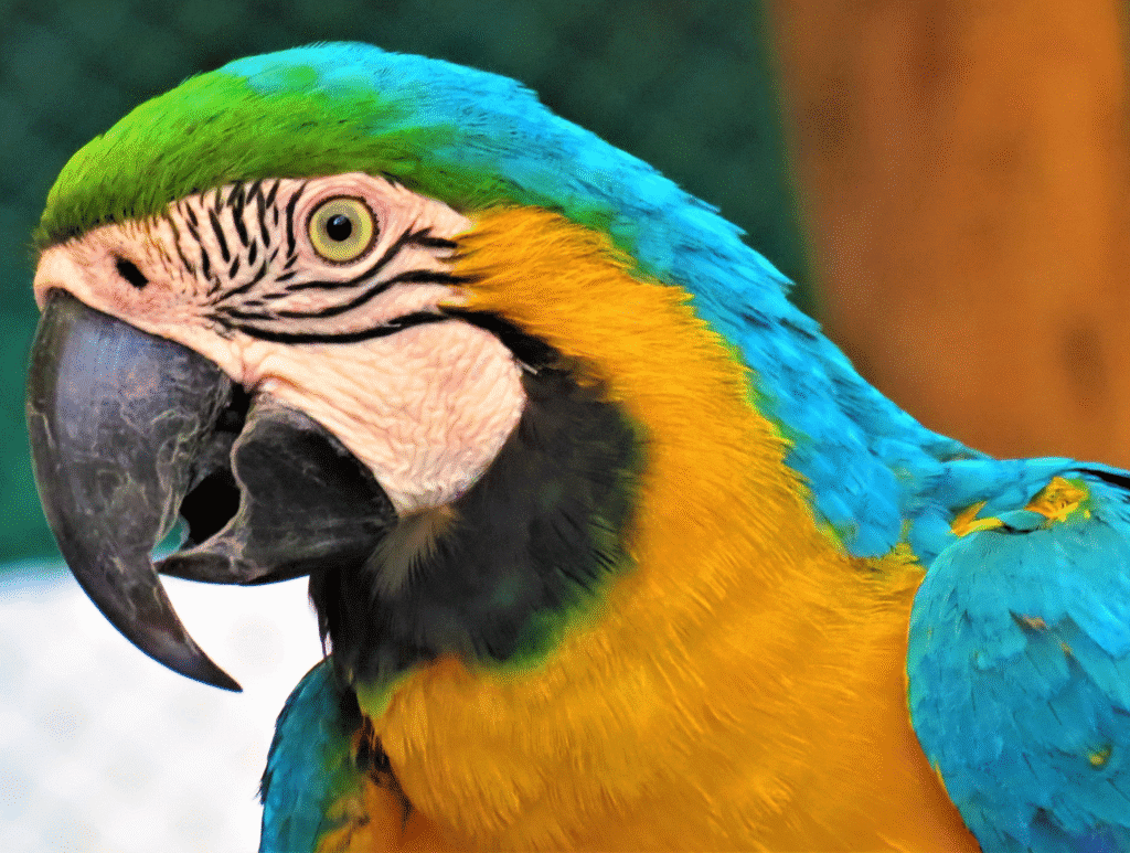 Close up of a blue and gold macaw showing a strong curved black beak and bright yellow and blue feathers